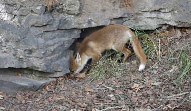 Tilki yavruları mağaranın yakınlarında gezinip oynuyorlar.