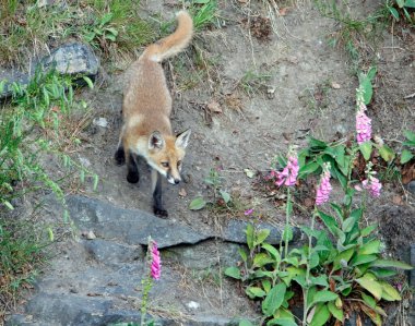 Tilki yavruları mağaranın yakınlarında gezinip oynuyorlar.