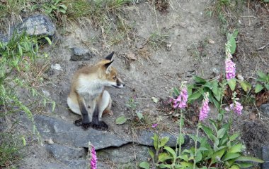 Tilki yavruları mağaranın yakınlarında gezinip oynuyorlar.