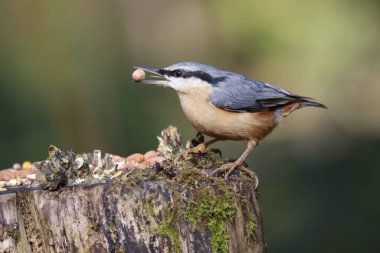 Ağaçlık bir alanda sonbahar fındığı ve tohum arayan bir tımarhane.