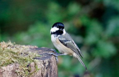 Coal tit at a woodland feeding site 