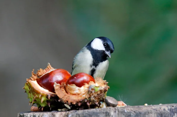 Great Tit Woodland Feeding Site —  Fotos de Stock