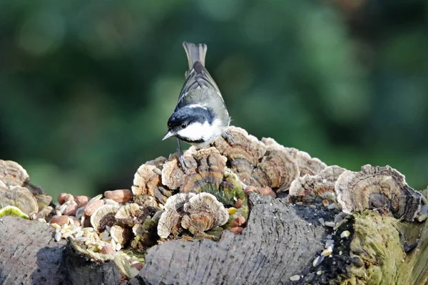 Coal Tit Woodland Feeding Site — Foto de Stock