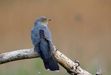 Erkek guguk kuşu ormanda besleniyor.