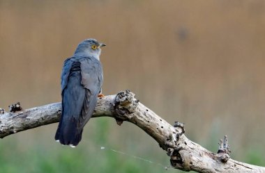 Erkek guguk kuşu ormanda besleniyor.