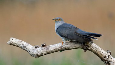 Erkek guguk kuşu ormanda besleniyor.