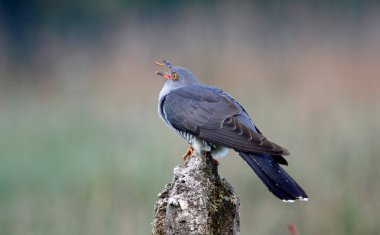Erkek guguk kuşu ormanda besleniyor.