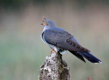 Erkek guguk kuşu ormanda besleniyor.