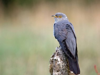 Erkek guguk kuşu ormanda besleniyor.