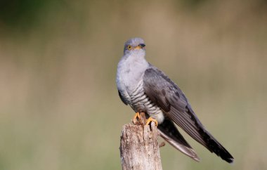 Erkek guguk kuşu ormanda besleniyor.