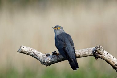 Erkek guguk kuşu ormanda besleniyor.