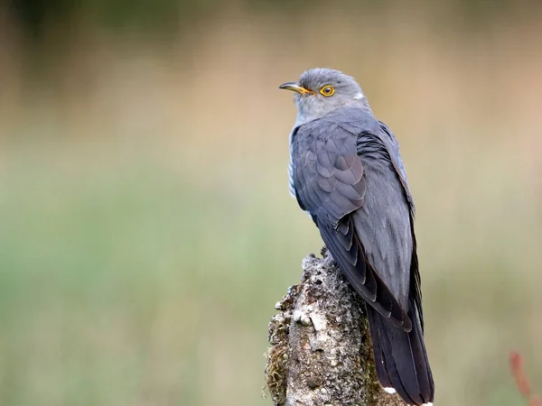 Erkek guguk kuşu ormanda besleniyor.