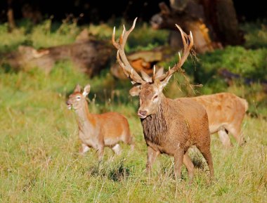 Yıllık monotonluk döneminde erkek kızıl geyik