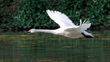 Whooper swan taking off from the lake clipart