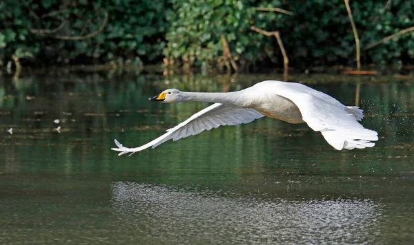 Whooper kuğusu gölden havalanıyor