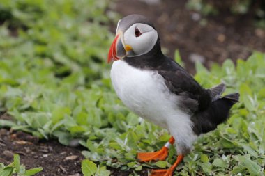 Atlantik martıları Kuzey Denizi 'ndeki Farne Adaları' nda bir kolonide