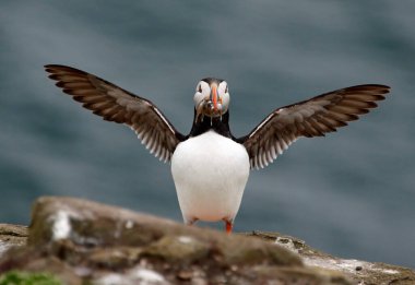 Atlantik martıları Kuzey Denizi 'ndeki Farne Adaları' nda bir kolonide