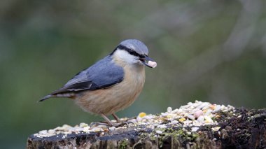 Tımarhane ormanda yiyecek toplayıp zula ediyor.