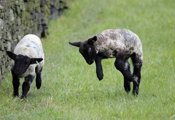 Yeni doğan kuzular bahar güneşinde gülüyorlar.