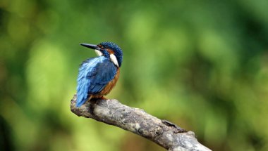 Erkek balıkçı nehir kıyısına tünedi.