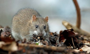 Wild rats foraging in the woods clipart