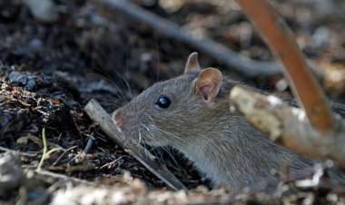 Vahşi fareler ormanda yiyecek arıyor.