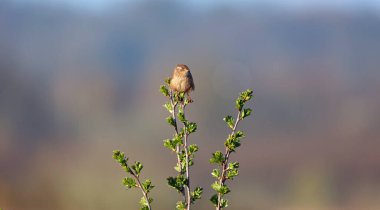 Wren çalıların tepesinden şarkı söylüyor.