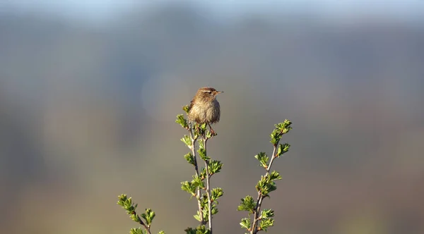 Wren Cantando Topo Arbusto Gorse — Fotografia de Stock