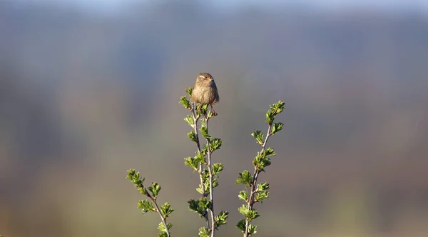 Wren Cantando Topo Arbusto Gorse — Fotografia de Stock