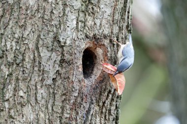 Yuva kurup yuvaya yapraklar getiriyor.