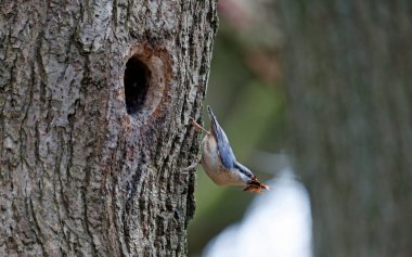 Yuva kurup yuvaya yapraklar getiriyor.