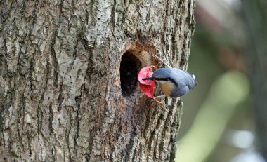 Yuva kurup yuvaya yapraklar getiriyor.
