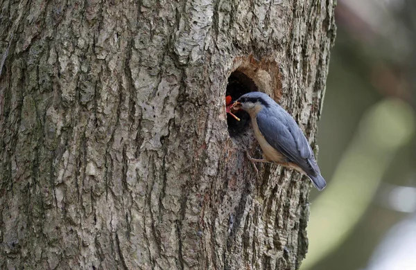 Nuthatch Föra Blad För Att Rada Boet — Stockfoto