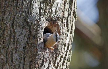 Nthatch yuvayı hazırlıyor.