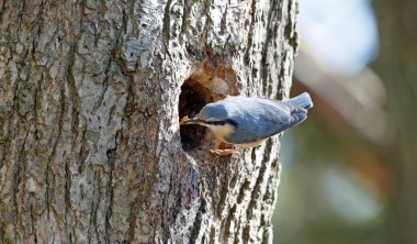 Nthatch yuvayı hazırlıyor.