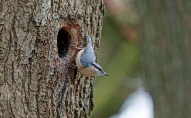 Nthatch yuvayı hazırlıyor.