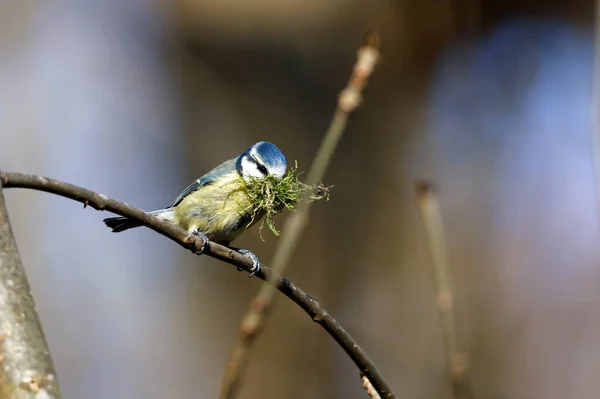 Blue Tit Beak Full Moss Line Its Nest — Stock Fotó