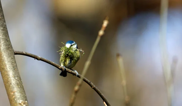 Blue Tit Beak Full Moss Line Its Nest — Stockfoto