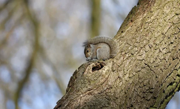 Grå Ekorrar Skogen — Stockfoto