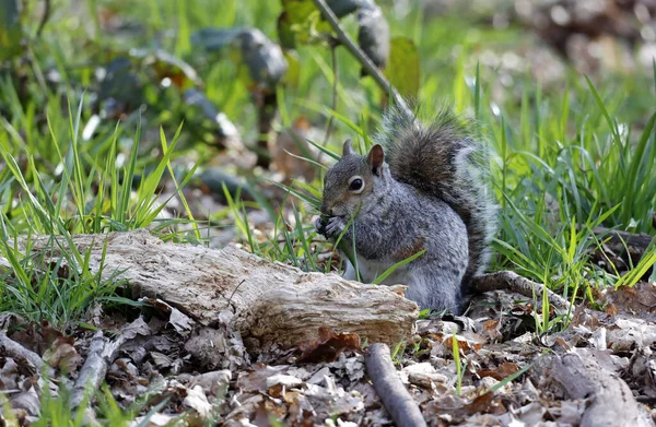 Grå Ekorrar Skogen — Stockfoto