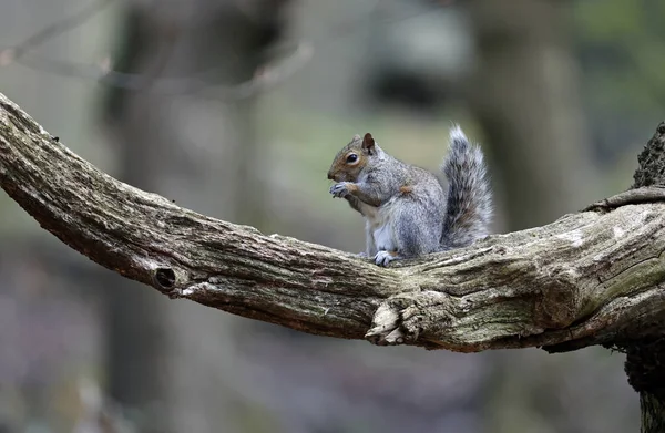 Écureuils Gris Dans Les Bois — Photo