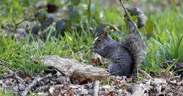Grey Squirrels Woods — Stock Photo, Image