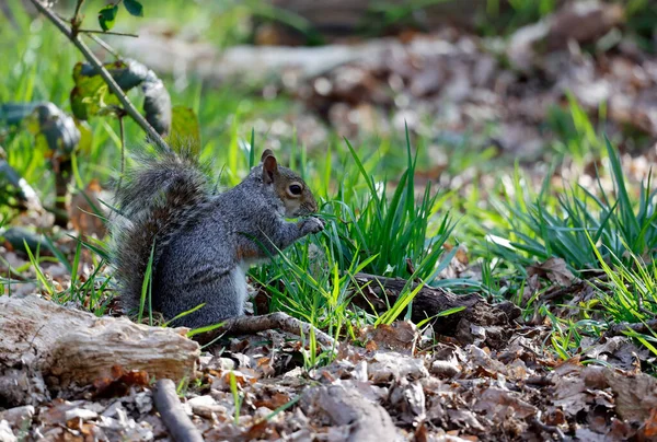 Grey Squirrels Woods — Stock Photo, Image