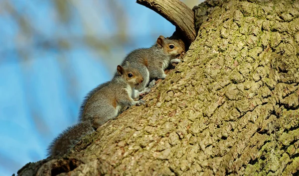 Grey Squirrels Woods — Stock Photo, Image