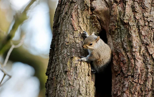 Γκρίζοι Σκίουροι Στο Δάσος — Φωτογραφία Αρχείου