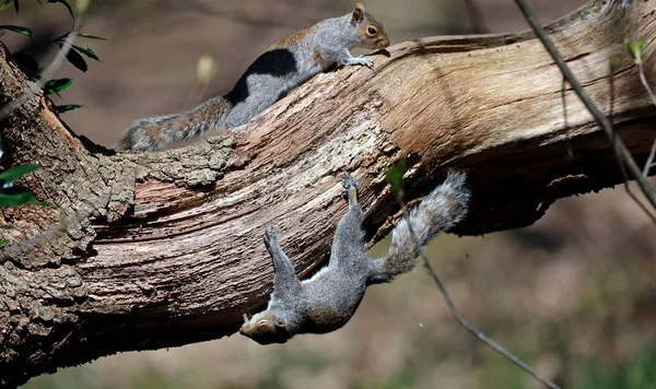 Grey Squirrels Woods — Stock Photo, Image