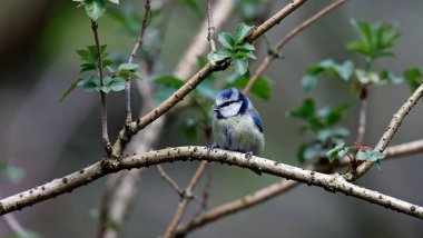 Blue tit perching in the woods
