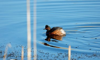 Yorkshire gölünde siyah boyunlu yunuslar