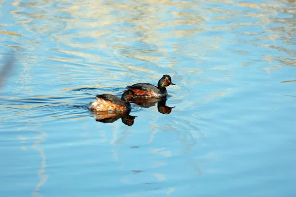 Grèbes Cou Noir Sur Lac Yorkshire — Photo