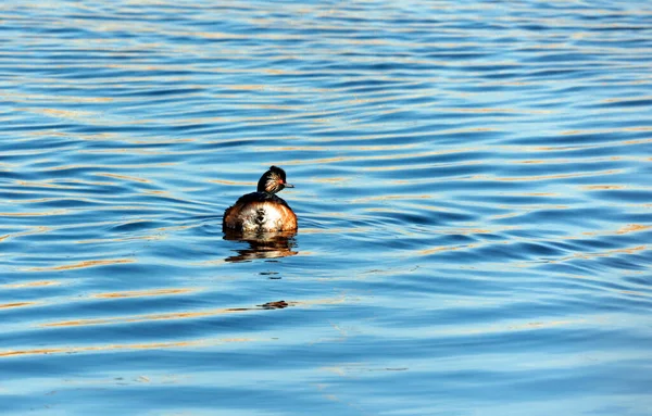 Черная Шея Йоркширском Озере — стоковое фото